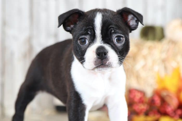 Ginger - Darling Boston Terrier - Image 2