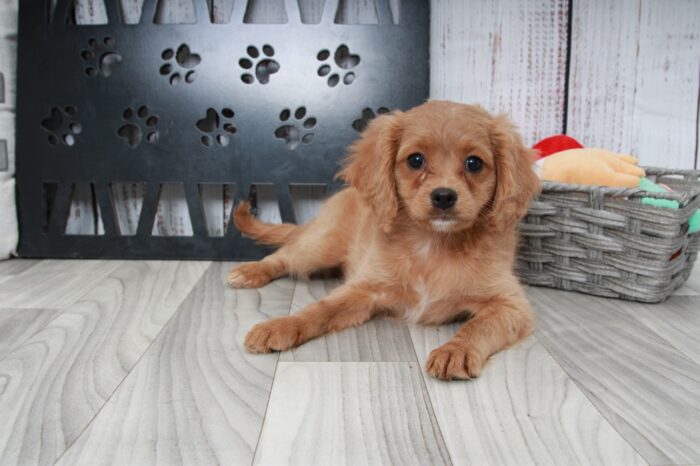 Glory - Cutest Ruby Female Cavapoo Puppy