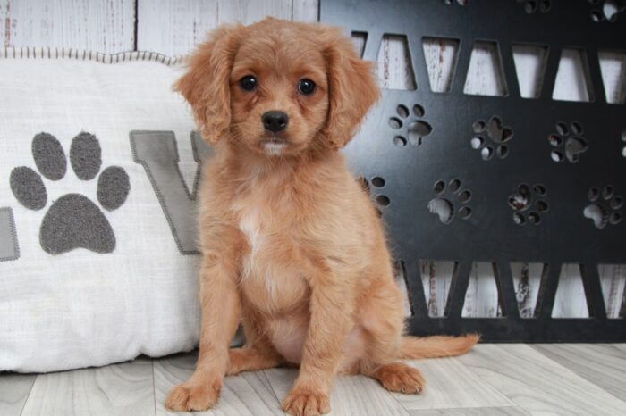 Glory - Cutest Ruby Female Cavapoo Puppy - Image 2