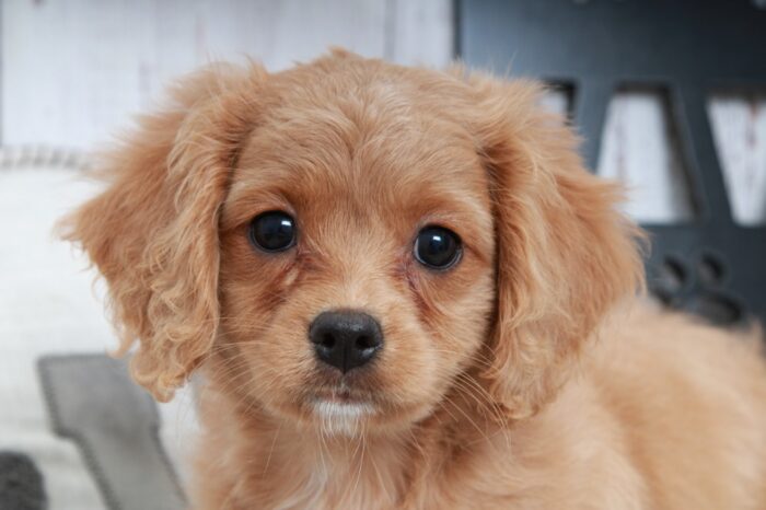 Glory - Cutest Ruby Female Cavapoo Puppy - Image 4