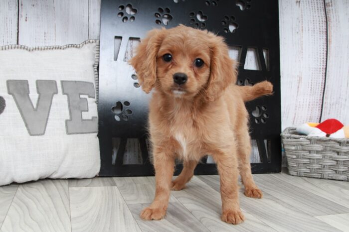 Glory - Cutest Ruby Female Cavapoo Puppy - Image 3