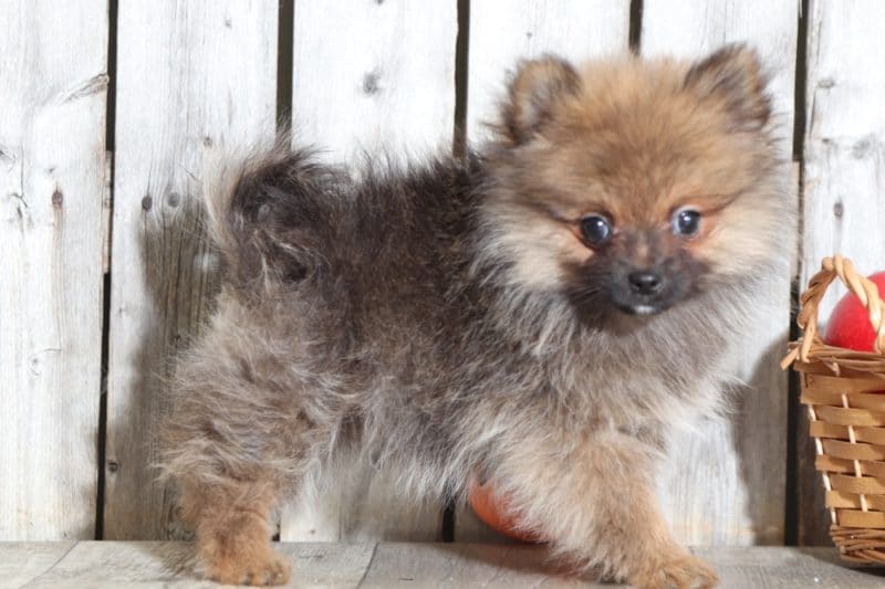 Gracie Fancy TEACUP Pomeranian Puppies Online