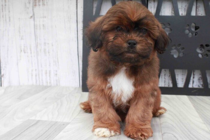 Grover -Most Stunning Sable Male Shih-Poo Puppy - Image 3