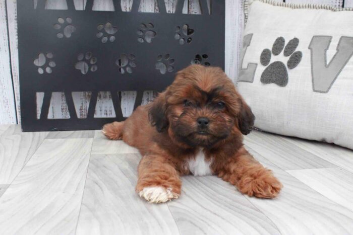 Grover -Most Stunning Sable Male Shih-Poo Puppy - Image 2