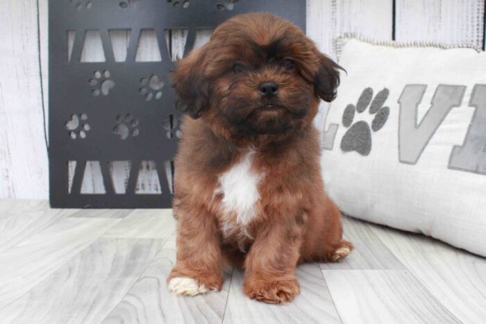 Grover -Most Stunning Sable Male Shih-Poo Puppy