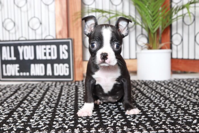 Gwen - Darling Black/White Female ACA Boston Terrier Puppy