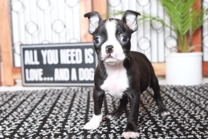 Gwen - Darling Black/White Female ACA Boston Terrier Puppy - Image 2