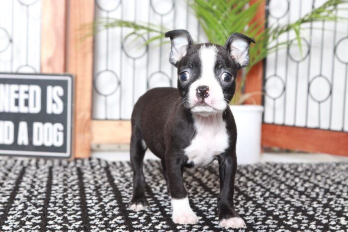 Gwen - Darling Black/White Female ACA Boston Terrier Puppy - Image 4