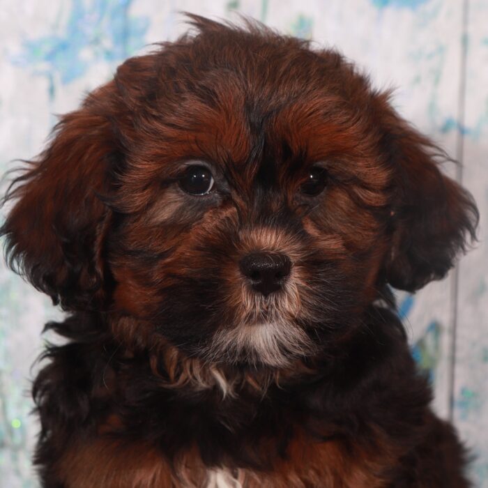 Gypsy-Intelligent Female Shorkie Puppy