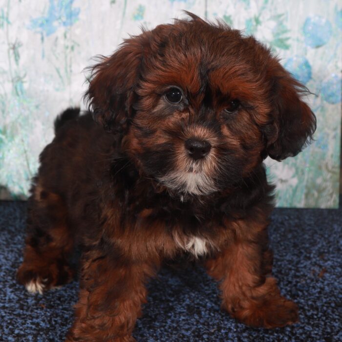 Gypsy-Intelligent Female Shorkie Puppy - Image 2