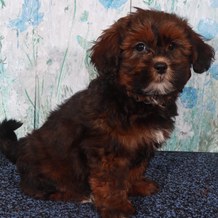 Gypsy-Intelligent Female Shorkie Puppy - Image 3