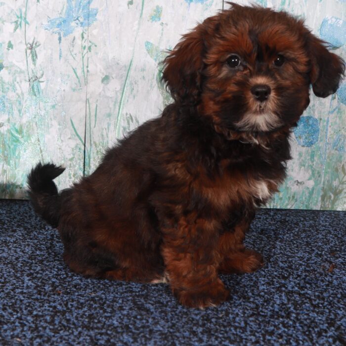 Gypsy-Intelligent Female Shorkie Puppy - Image 4