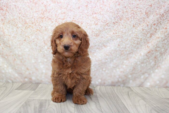 Herbert- Energetic Male Mini Goldendoodle Puppy - Image 3