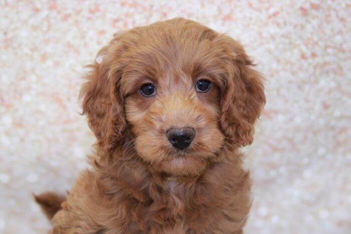 Herbert- Energetic Male Mini Goldendoodle Puppy - Image 2