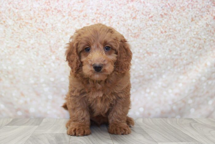 Herbert- Energetic Male Mini Goldendoodle Puppy