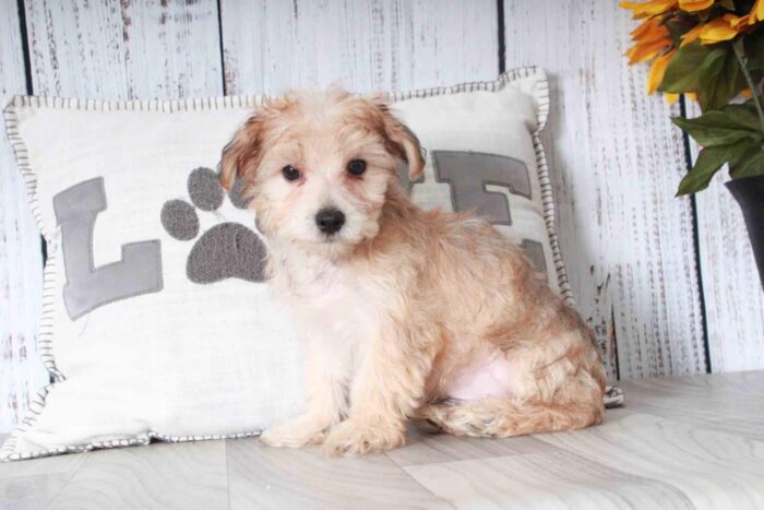 Hale- Curious Tan and Black Male Morkie Puppy