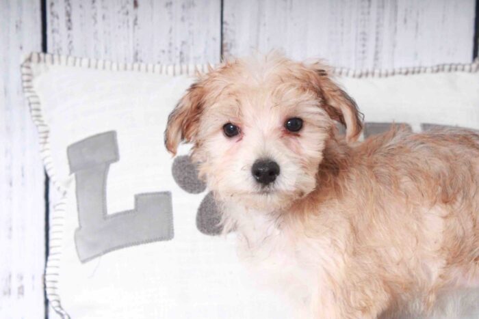 Hale- Curious Tan and Black Male Morkie Puppy - Image 3