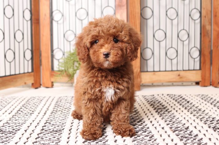 Harley - Stunning Little Red Female Cavapoo Puppy