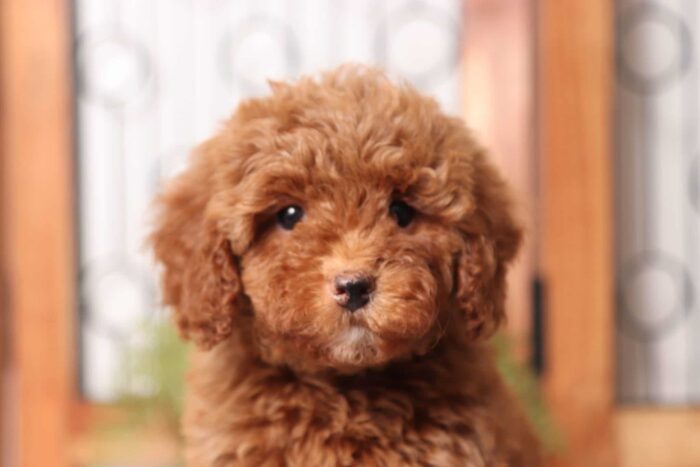 Harley - Stunning Little Red Female Cavapoo Puppy - Image 2