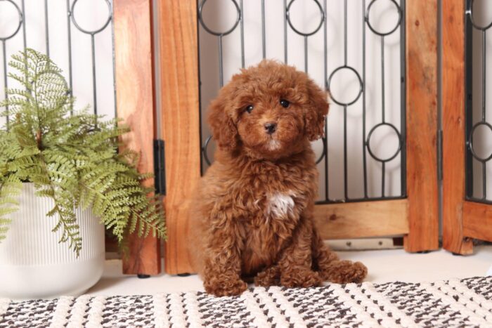 Harley - Stunning Little Red Female Cavapoo Puppy - Image 3