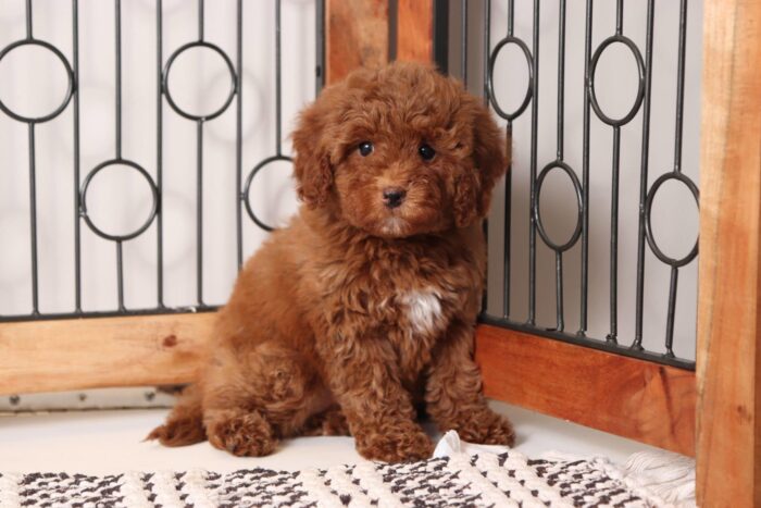 Harley - Stunning Little Red Female Cavapoo Puppy - Image 4