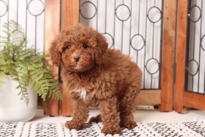 Harley - Stunning Little Red Female Cavapoo Puppy - Image 5