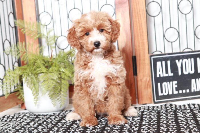 Henna - Loving Female Mini Sheepadoodle Puppy