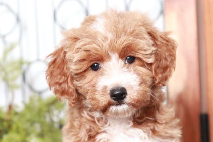 Henna - Loving Female Mini Sheepadoodle Puppy - Image 2