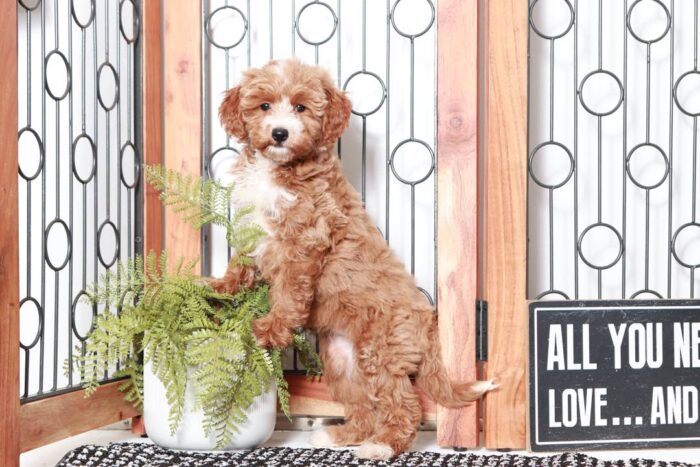 Henna - Loving Female Mini Sheepadoodle Puppy - Image 3