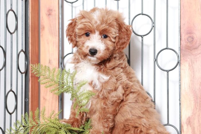 Henna - Loving Female Mini Sheepadoodle Puppy - Image 4