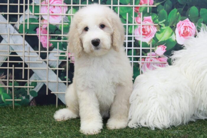 Hermione- Very Smart Cream & White Female Bernedoodle Puppy - Image 4