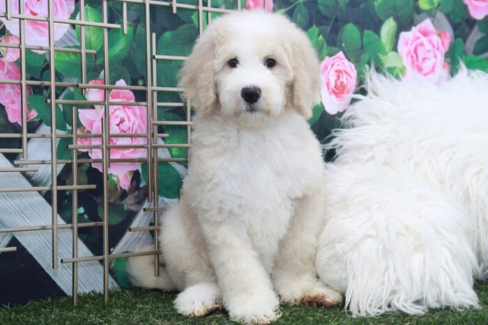 Hermione- Very Smart Cream & White Female Bernedoodle Puppy