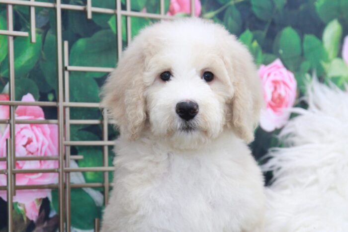 Hermione- Very Smart Cream & White Female Bernedoodle Puppy - Image 2