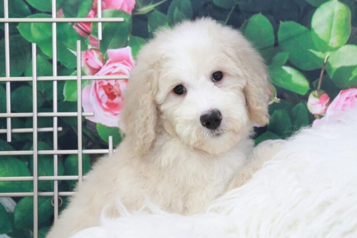 Hermione- Very Smart Cream & White Female Bernedoodle Puppy - Image 3