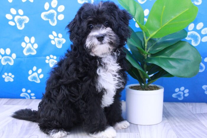 Hocus - Beautiful Female Mini Bernadoodle Puppy