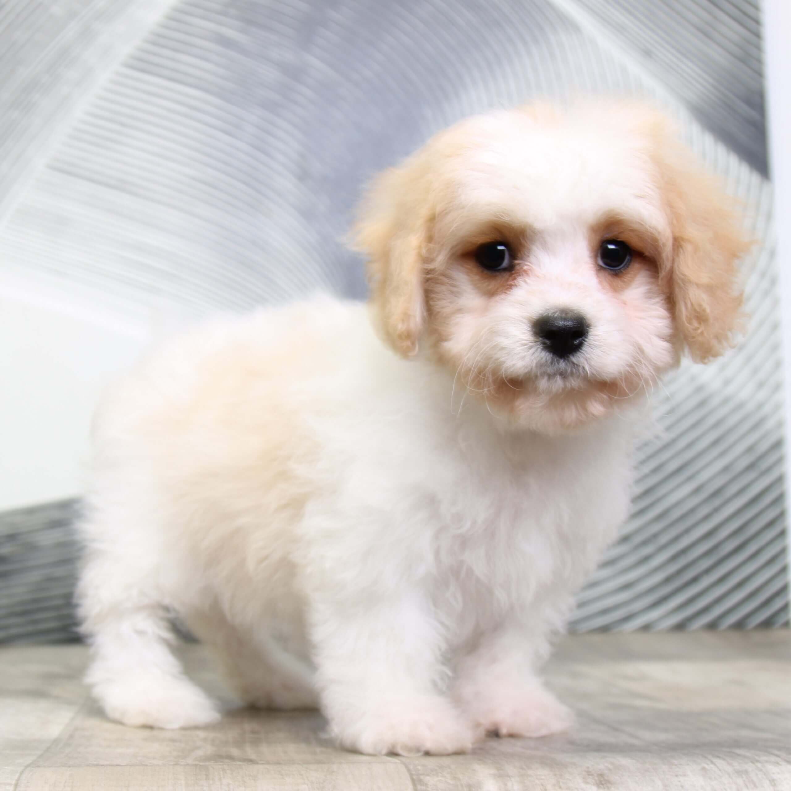 Cavachon on sale tear stains