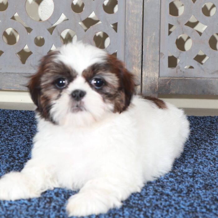 Hope-Darling ACA Shih-Tzu Puppy - Image 2