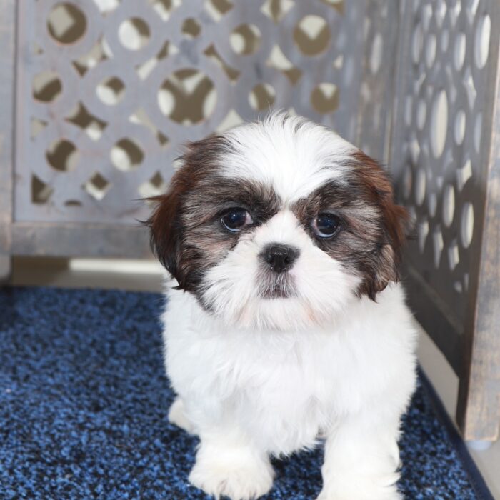 Hope-Darling ACA Shih-Tzu Puppy - Image 3