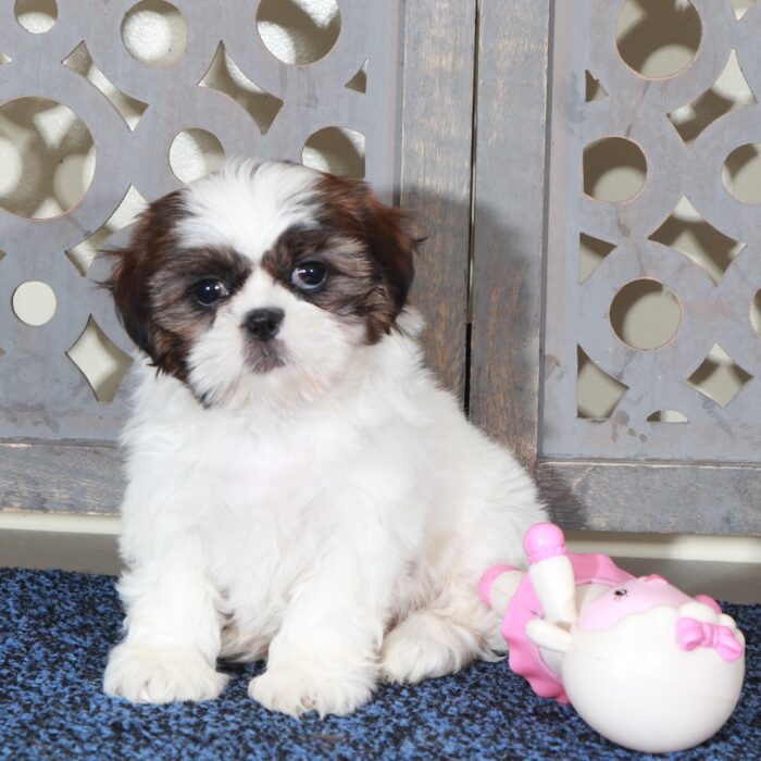 Hope-Darling ACA Shih-Tzu Puppy - Image 4