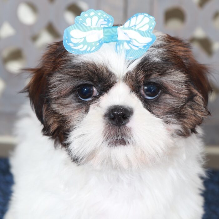 Hope-Darling ACA Shih-Tzu Puppy - Image 5