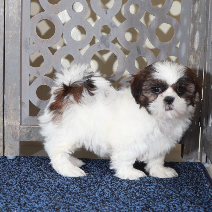 Hope-Darling ACA Shih-Tzu Puppy