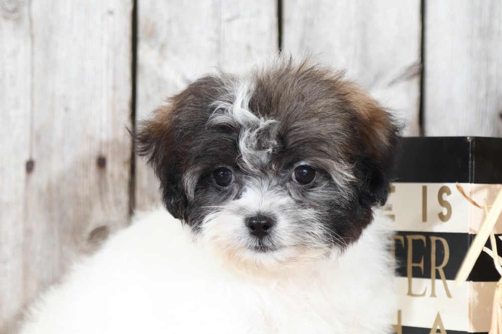 Buy Teddy Bear Puppies For Sale In Yukon Canada