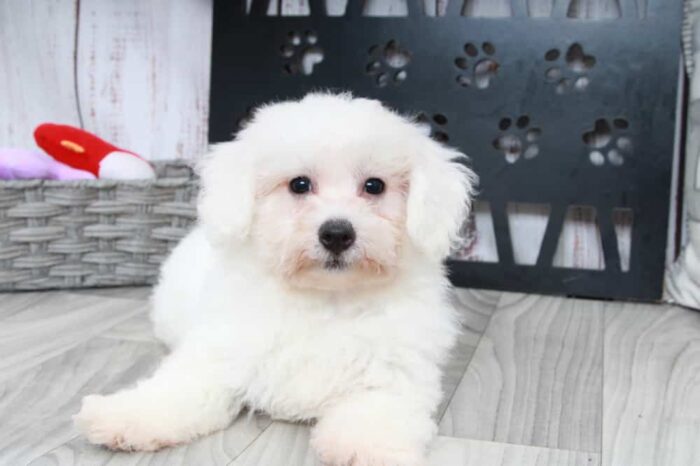 Hulk - Playful Male Bichon Puppy