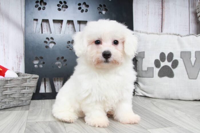 Hulk - Playful Male Bichon Puppy - Image 2