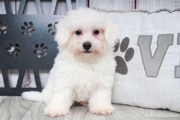 Hulk - Playful Male Bichon Puppy - Image 5