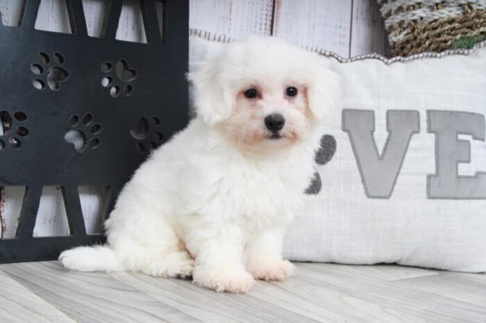 Hulk - Playful Male Bichon Puppy - Image 4