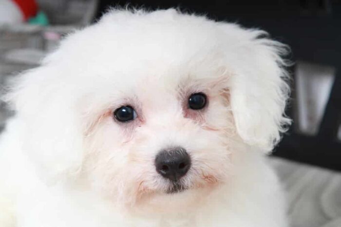 Hulk - Playful Male Bichon Puppy - Image 3