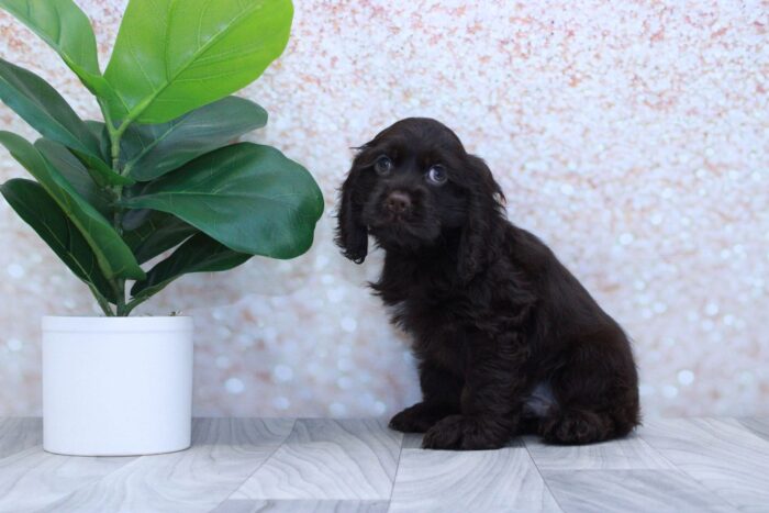 Caleb- Lovable Male ACA Cocker Spaniel - Image 2