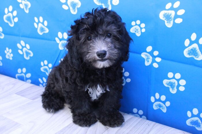 Fang - Beautiful Male Mini Bernadoodle Puppy