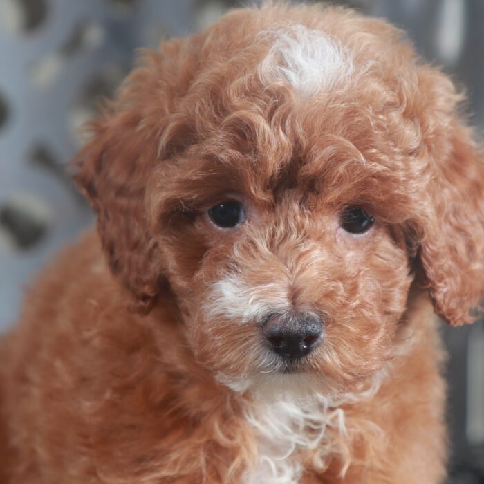 Izzy- Gorgeous AKC Miniature Female Poodle